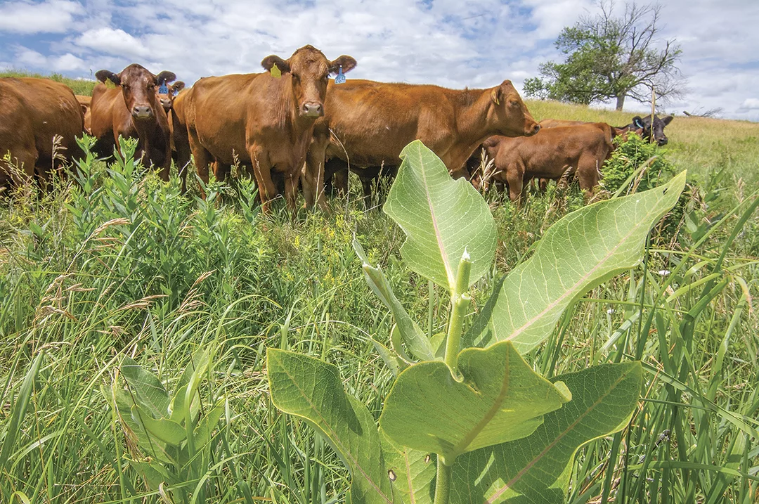 61652-powers-forage.jpg