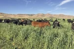 61667-hines-cows.jpg