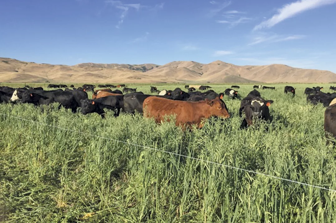 61667-hines-cows.jpg