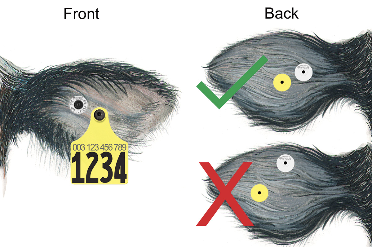 61697-mcelhaney-tag-placement.jpg