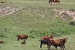 61721-turcios-2583.jpg