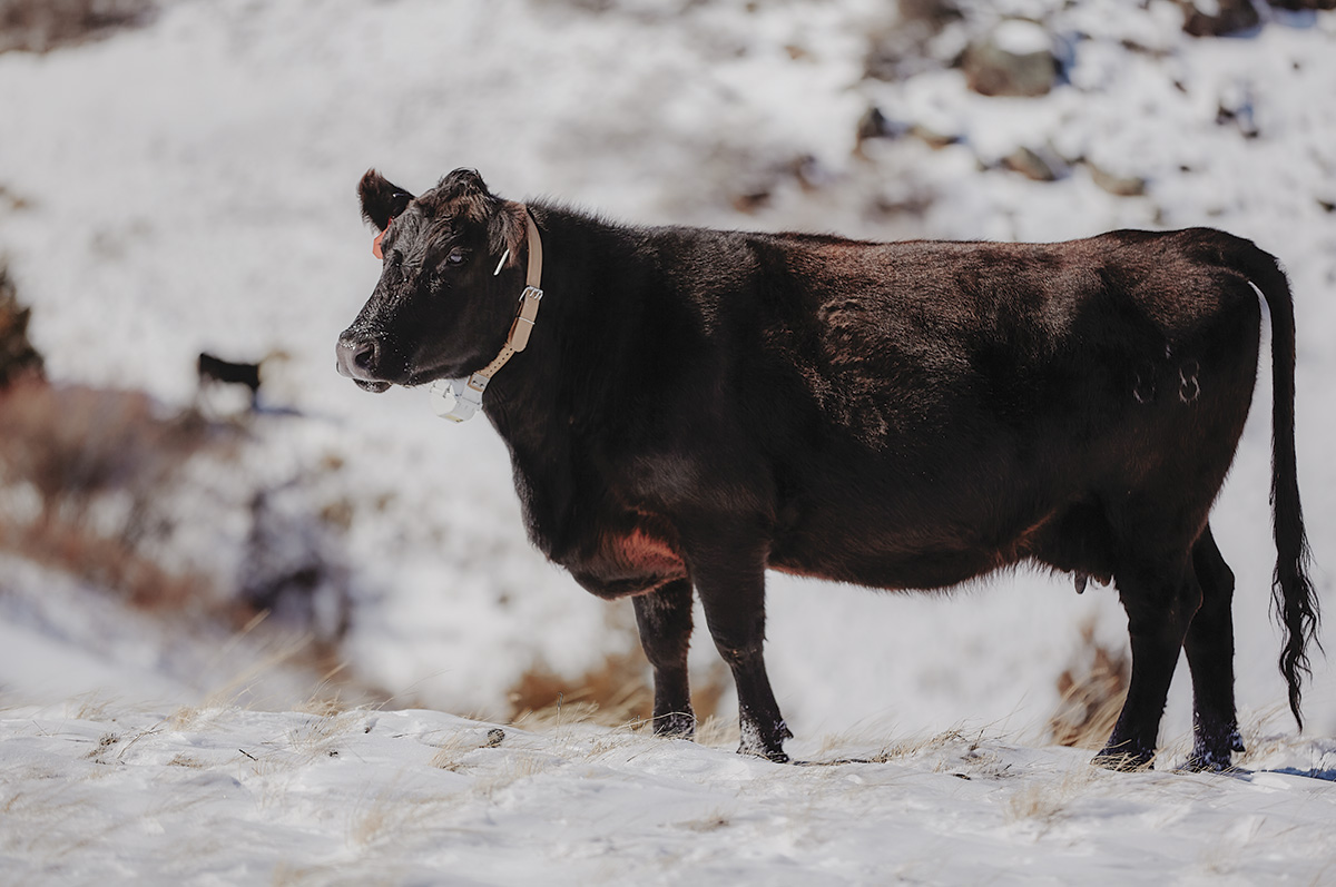 61713-wyffels-cow.jpg