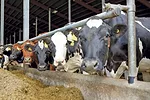 61758-gomez-cows.jpg