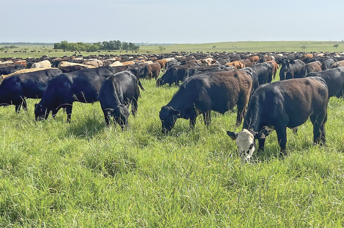 61764-thomas-Jeff-Goodwin-cattle-on-pasture.jpg
