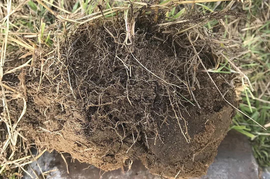 61764-thomas-Jeff-Goodwin-healthy-soil-&-roots.jpg