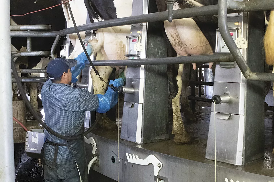 Qualité durable du lait : comment l'entretien préventif réduit le nombre de cellules somatiques et augmente la rentabilité