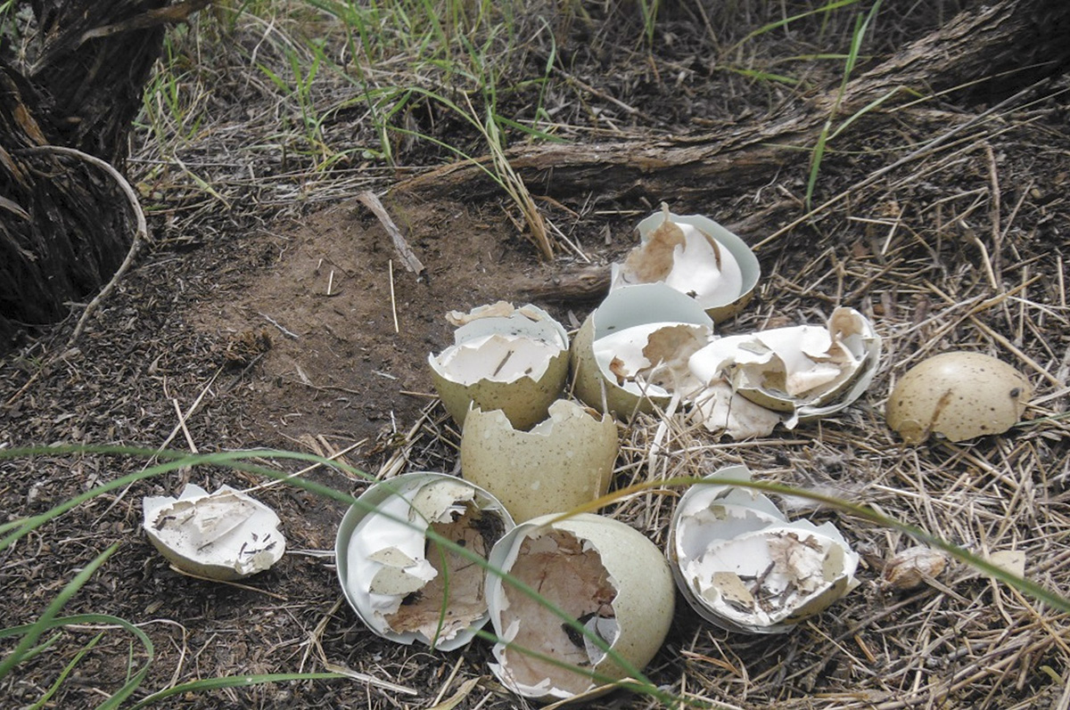 61817-mccarthy-4-Englestead-nest.jpg