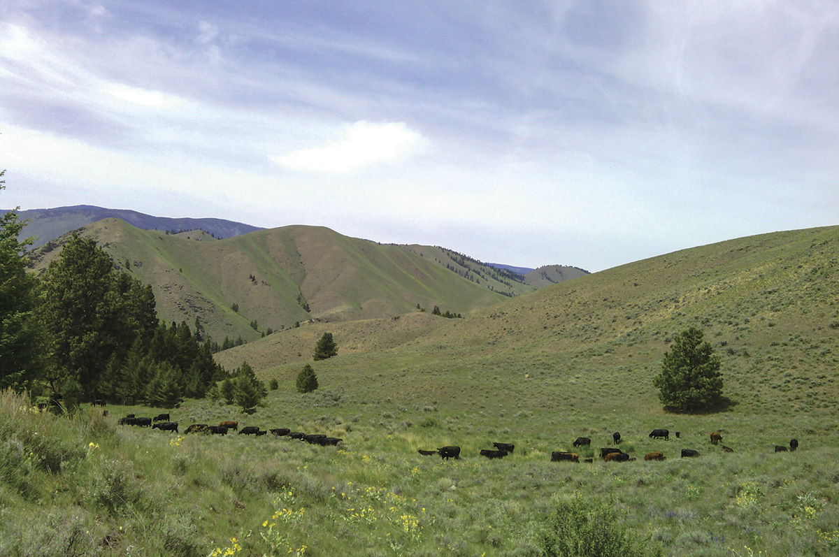 61817-mccarthy-cattle-on-allot.jpg