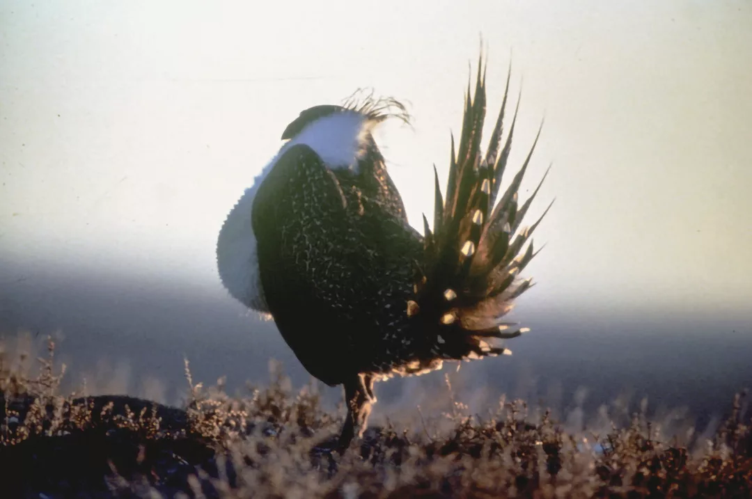 61817-mccarthy-male-sage-grouse.jpg