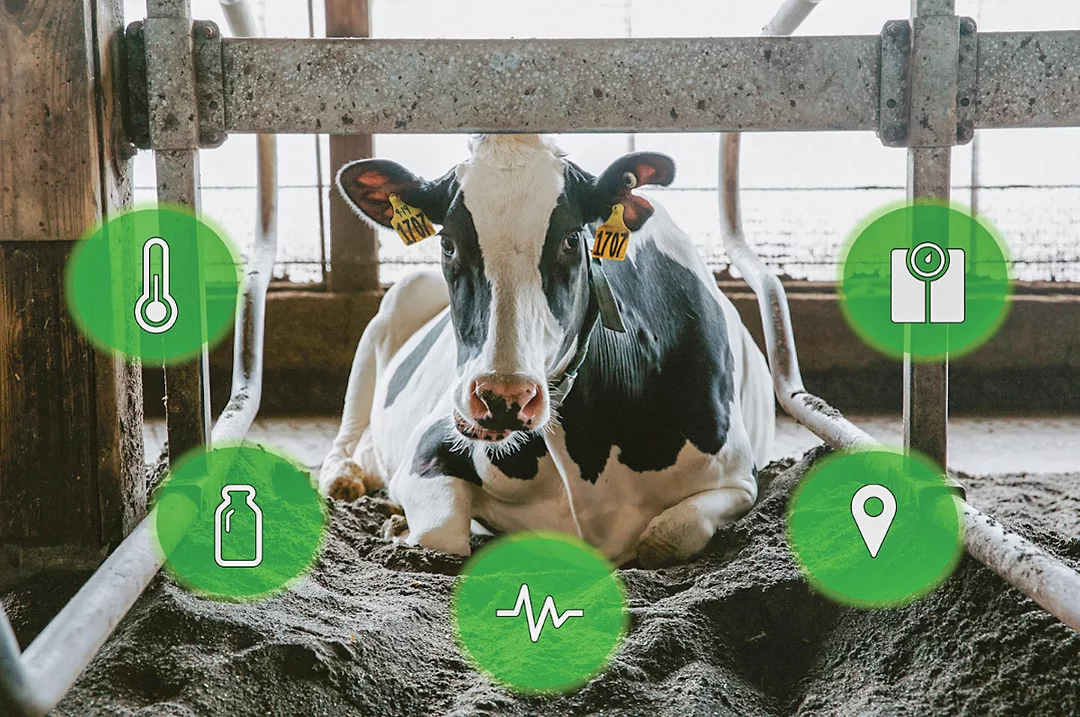 1325PD-Cornell-The-Manager-Camera-Technology-and-Artificial-Intelligence-cow.jpg