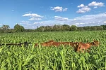 61840-gruss-sudan-4.jpg