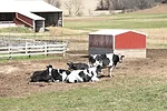 61637-roberts-dry-cows.jpg