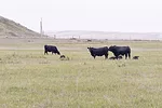61882-derksen-bull-dixon.jpg