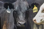 61896-howard-steer.jpg