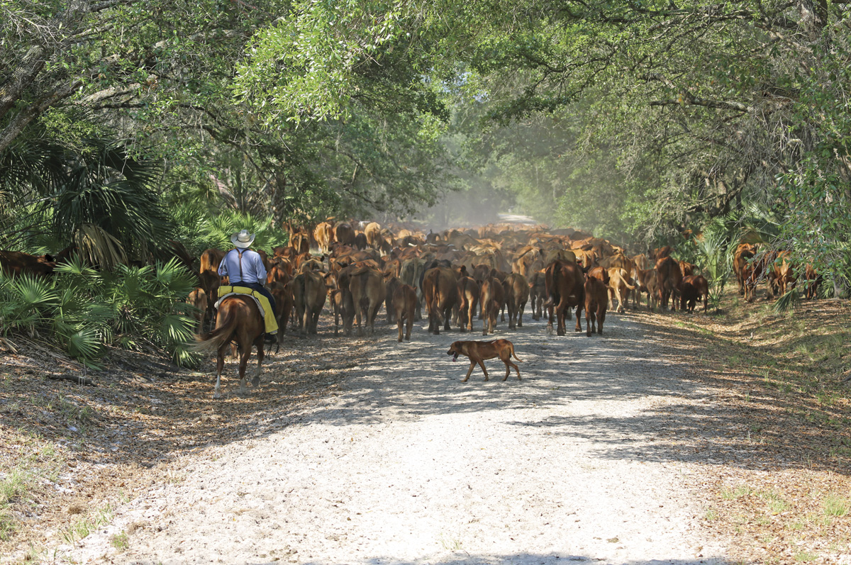 61897-Omeara-6-cowdogs.jpg