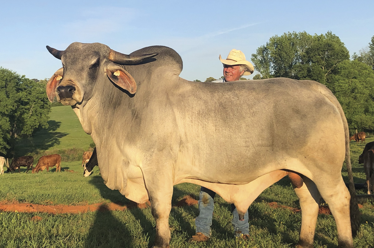 61897-omeara-7231-bull.jpg