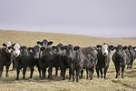 61912-marchant-PW010322-12_PaigeWallaceNicholsFarms-AminoGain.jpg
