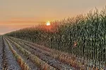 61915-vanderkooy-farm-pic.jpg