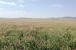 61943-thomas-field-lastiwka2.jpg