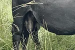 61972-waters-udder.jpg