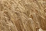 62014-hammon-barley.jpg