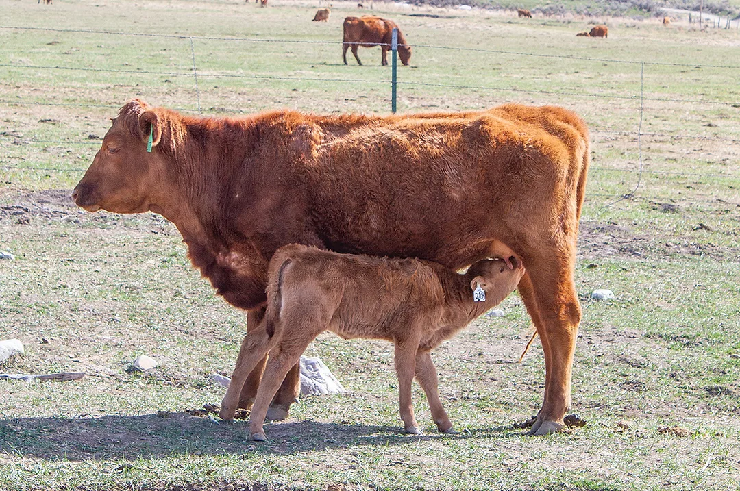 62017-farmer-calf-staff.jpg
