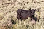 62048-vanemon-cow.jpg