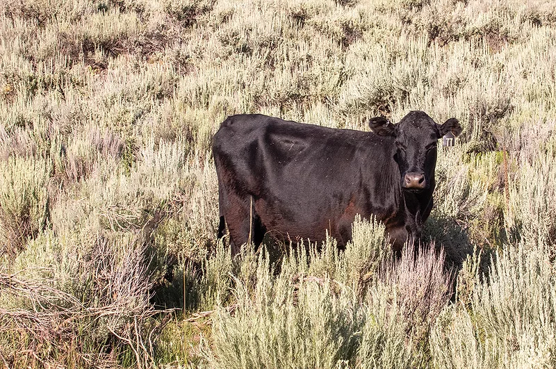 62048-vanemon-cow.jpg 62048-vanemon-cow.jpg