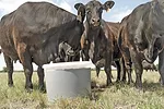 62053-hayes-cows-mineral-feeder.jpg