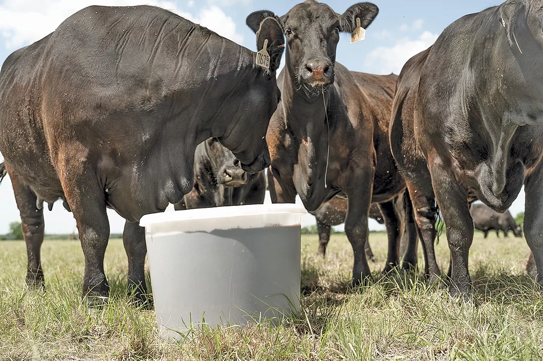 62053-hayes-cows-mineral-feeder.jpg