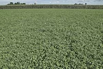 62062-kamps-2022-Lafayette-Alfalfa-Establishment.jpg