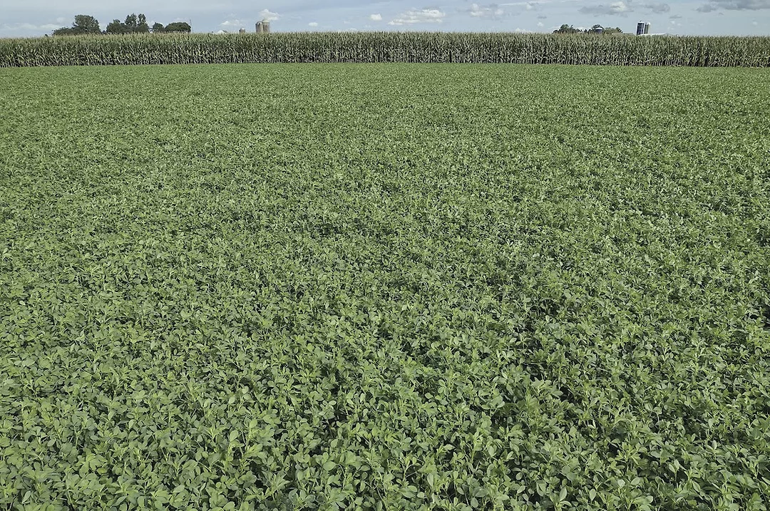 62062-kamps-2022-Lafayette-Alfalfa-Establishment.jpg
