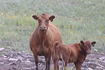 62068-bohner-img_0121.jpg