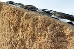 62075-hafla-silage-staff.jpg