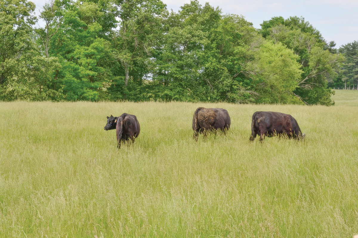 62087-thomas-pasture-3.jpg