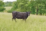 62087-thomas-pasture.jpg