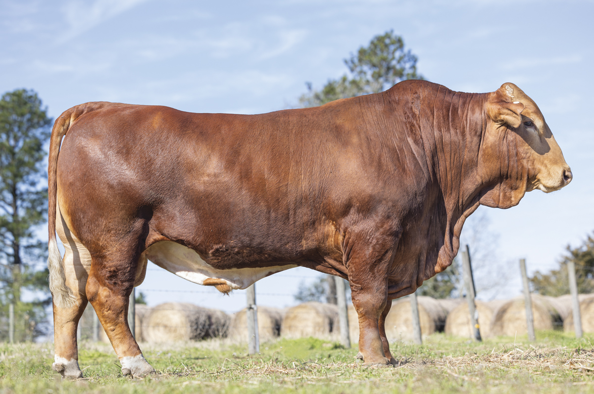 62101-marchant-EZ-TOP_Bullpic.jpg