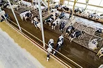 62113-cambell-cows.jpg