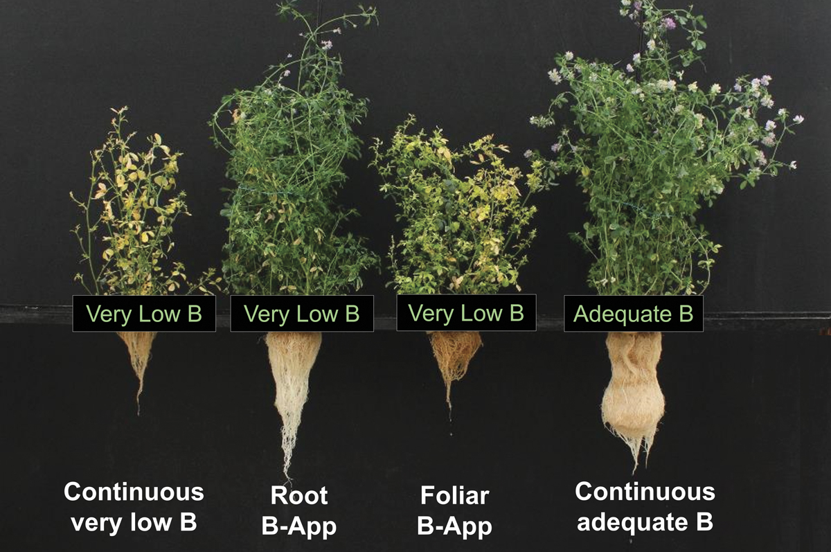 62119-viney-Alfalfa-B-applications,-Dr.-Cakmak-Sabanci-University.jpg