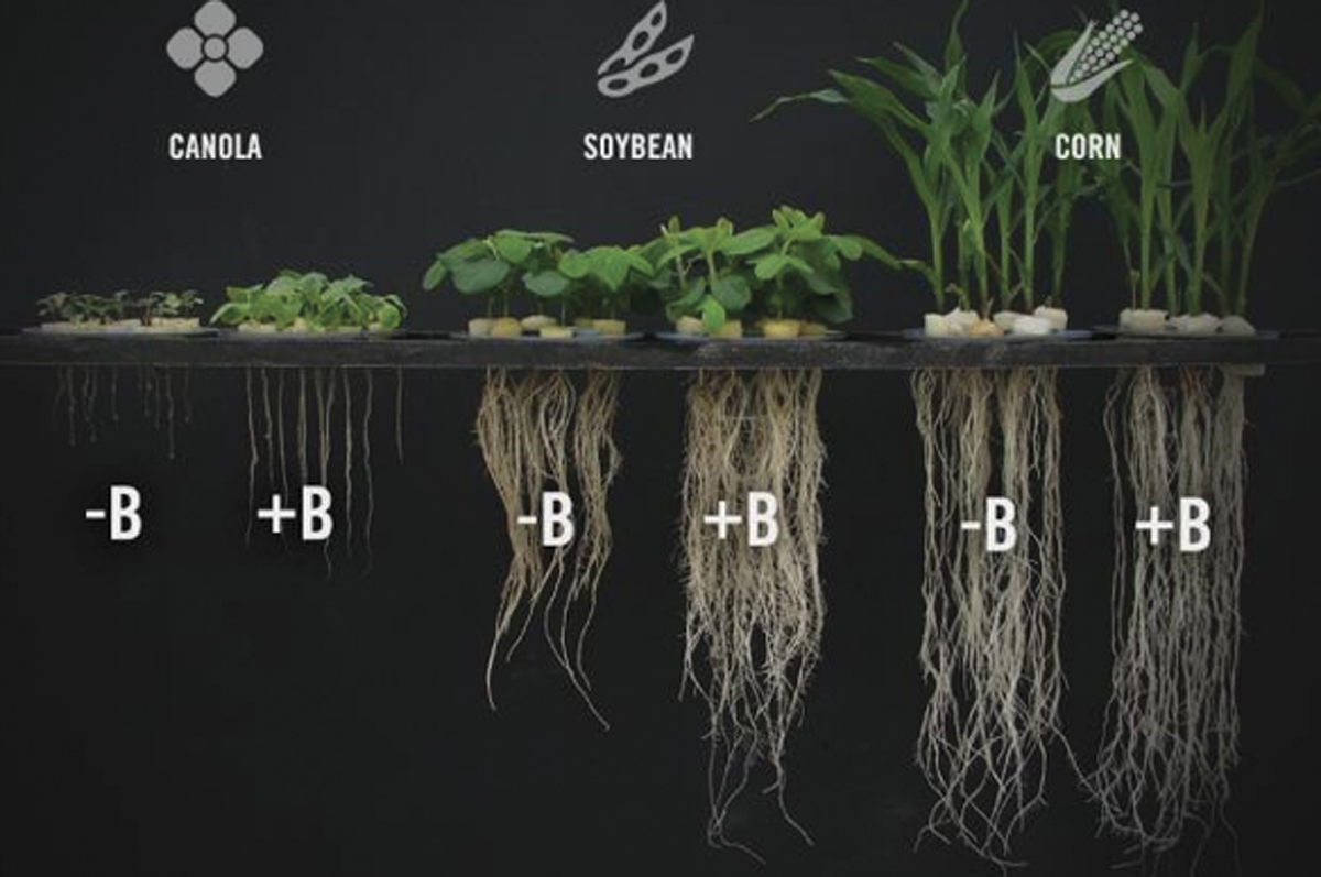 62119-viney-Canola,-Soybean,-Corn-Boron-Dr.-Cakmak,-Sabanci-University.jpg