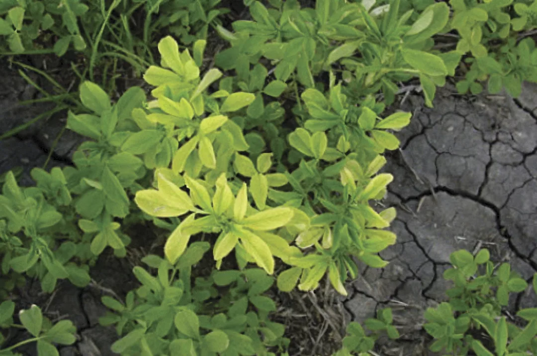 62119-viney-Micronutrient.jpg