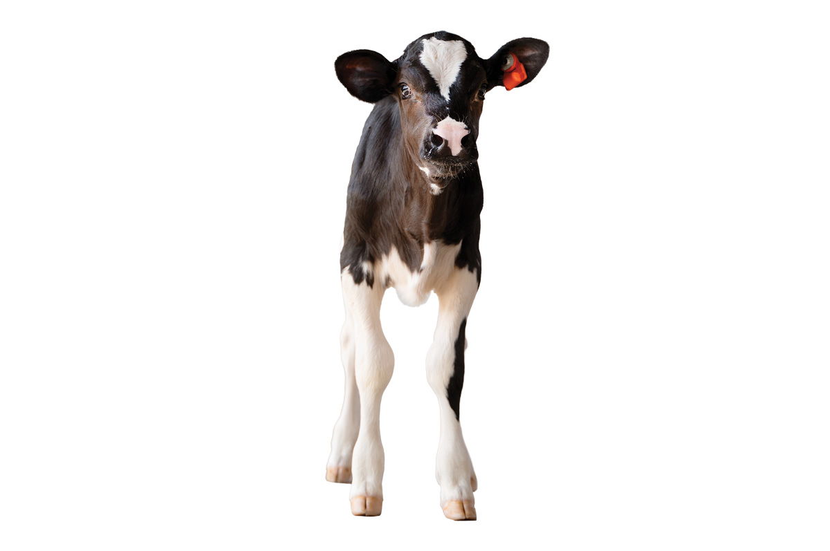 62100-pierce-cowmanager.jpg