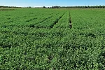 62140-new-products-mountainviewseeds.jpg