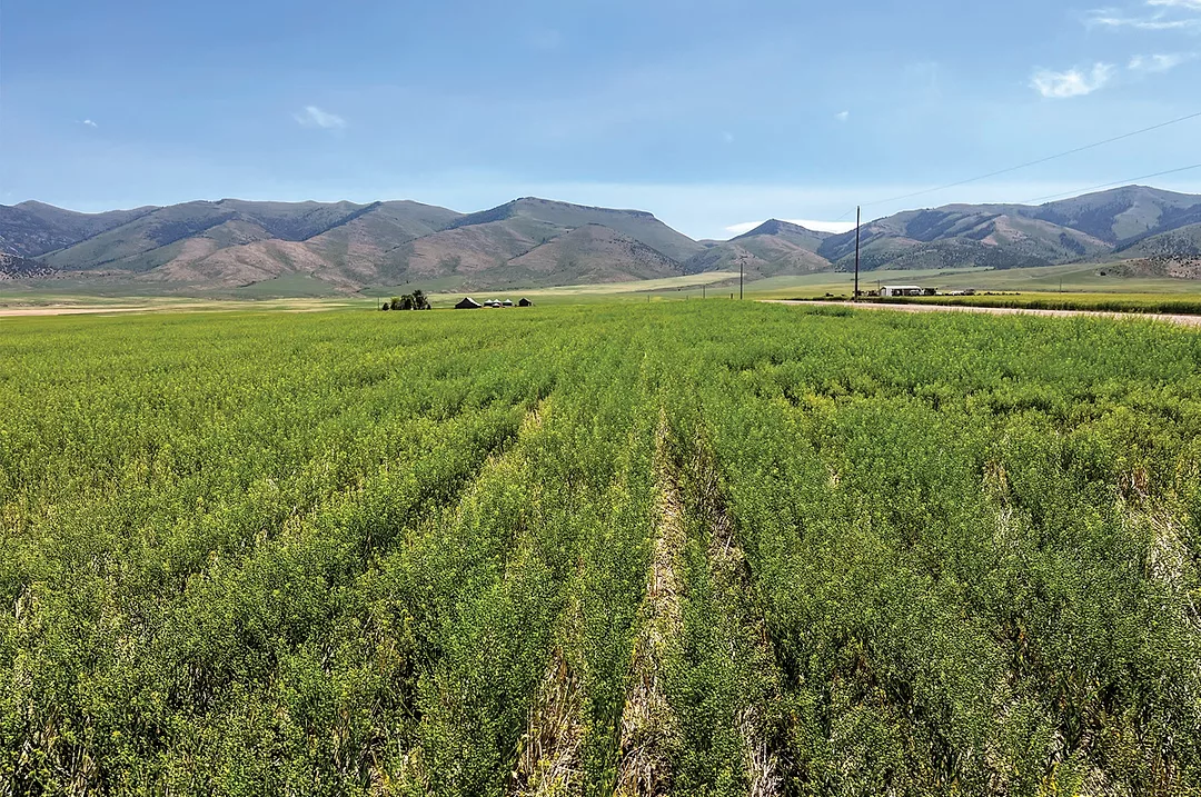 62144-mccarthy-camelina.jpg