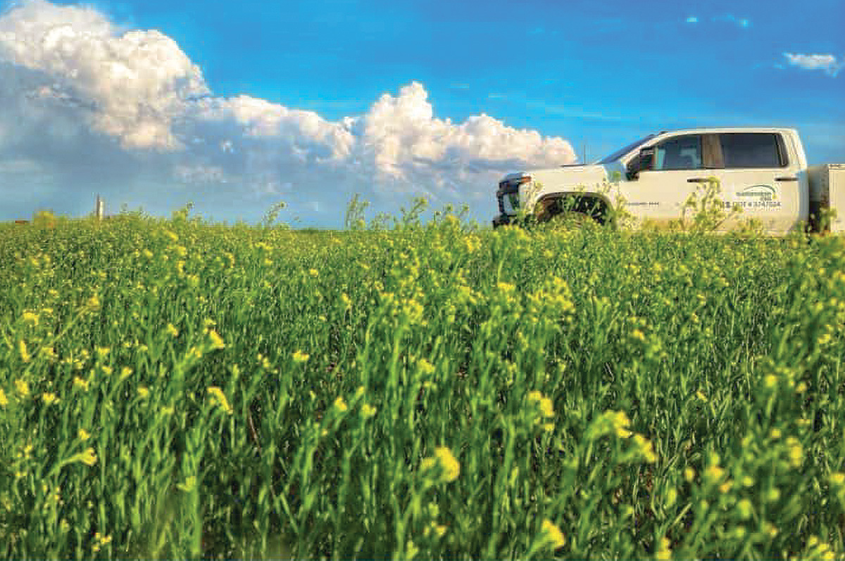 62144-mccarthy-camelina2.jpg