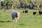 62145-wall-bull-woolsey.jpg