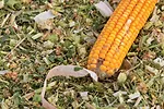 62166-pankowski-silage-staff.jpg