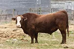 62193-wells-bull-getty.jpg