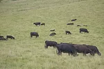62204-belknap-Grazing-Cows-c.jpg