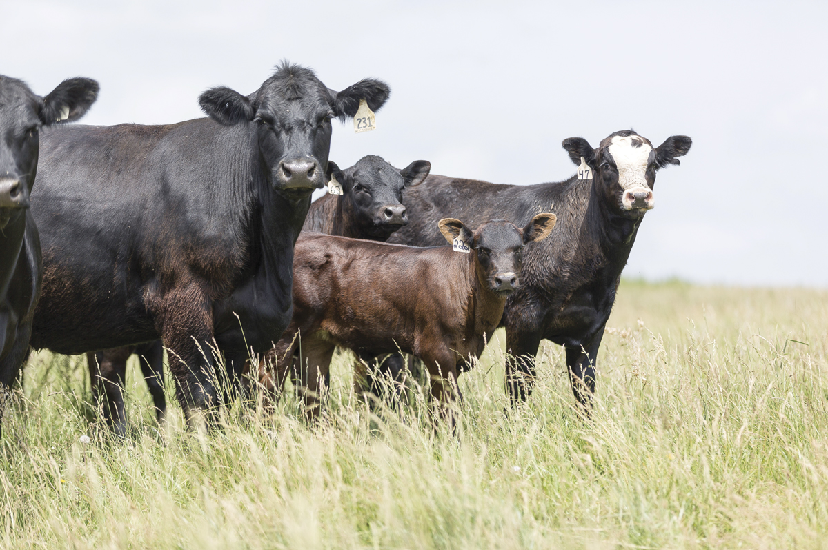 62204-belknap-fescue-pasture.jpg